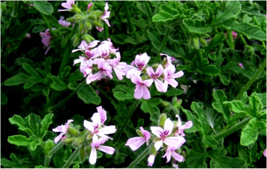 Geranium-planten. Photo by Hammer and Son.