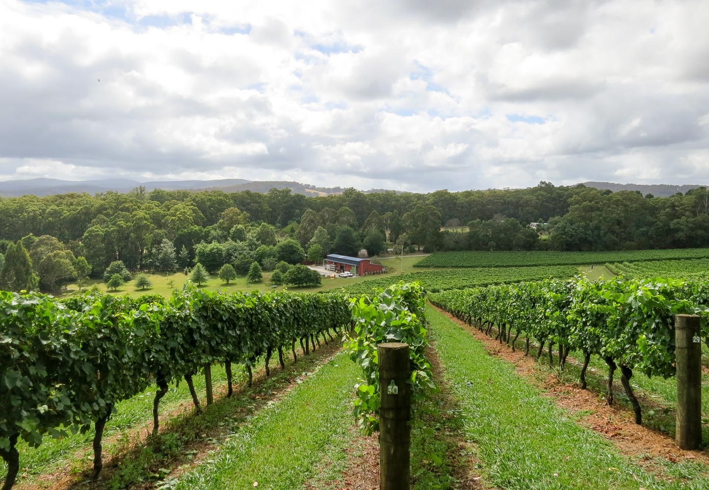 Familiens vingård Gembrook Hill Vineyard and Winery hvor Andrew Marks driver The Melbourne Gin Company. Photo by Michael Sperling.
