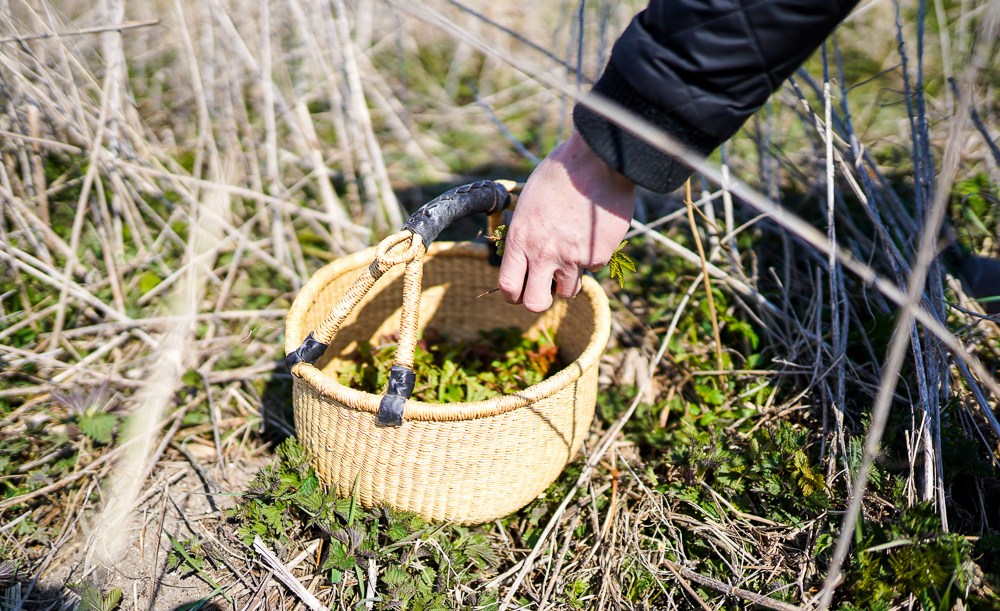 Njord Northside Gin Botanical Plukning. Photo by Michael Sperling.